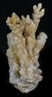 Bargain Caramel Calcite Cluster - Acid Damaged #33743-1